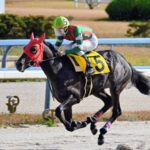 ［遊駿＋］トウカイテイオー、ハイセイコー、ウオッカ…　金沢の2歳馬たちに宿る、名馬の血