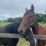 ［連載・片目のサラブレッド福ちゃんのPERFECT DAYS］福ちゃんの塾選び（シーズン1-75）