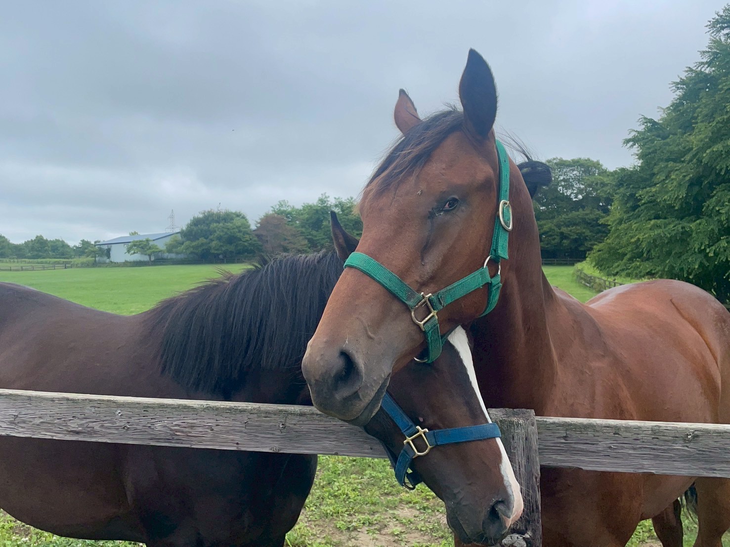 ［連載・片目のサラブレッド福ちゃんのPERFECT DAYS］福ちゃんの塾選び（シーズン1-75）