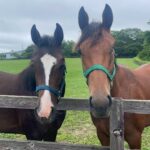 ［連載・片目のサラブレッド福ちゃんのPERFECT DAYS］ソッパ（シーズン1-78）