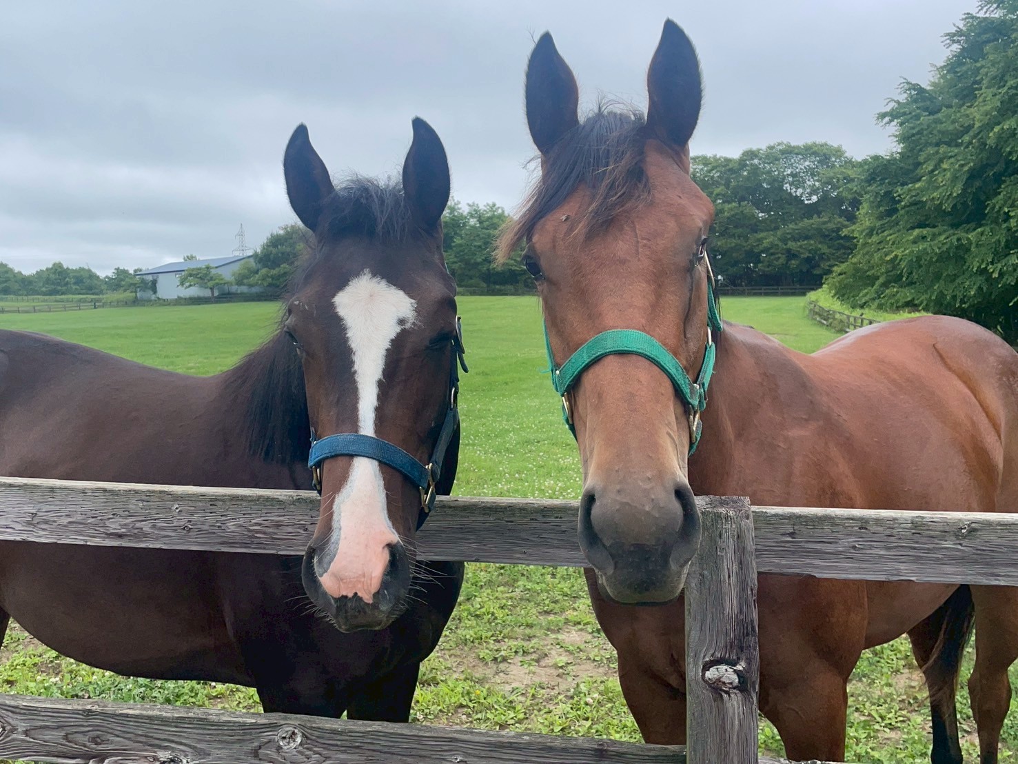 ［連載・片目のサラブレッド福ちゃんのPERFECT DAYS］ソッパ（シーズン1-78）