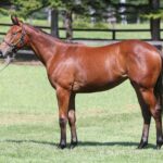 ［連載・片目のサラブレッド福ちゃんのPERFECT DAYS］ダートムーアの最高傑作（シーズン1-77）