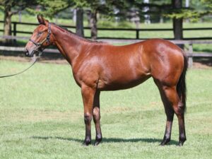 ［連載・片目のサラブレッド福ちゃんのPERFECT DAYS］ダートムーアの最高傑作（シーズン1-77）