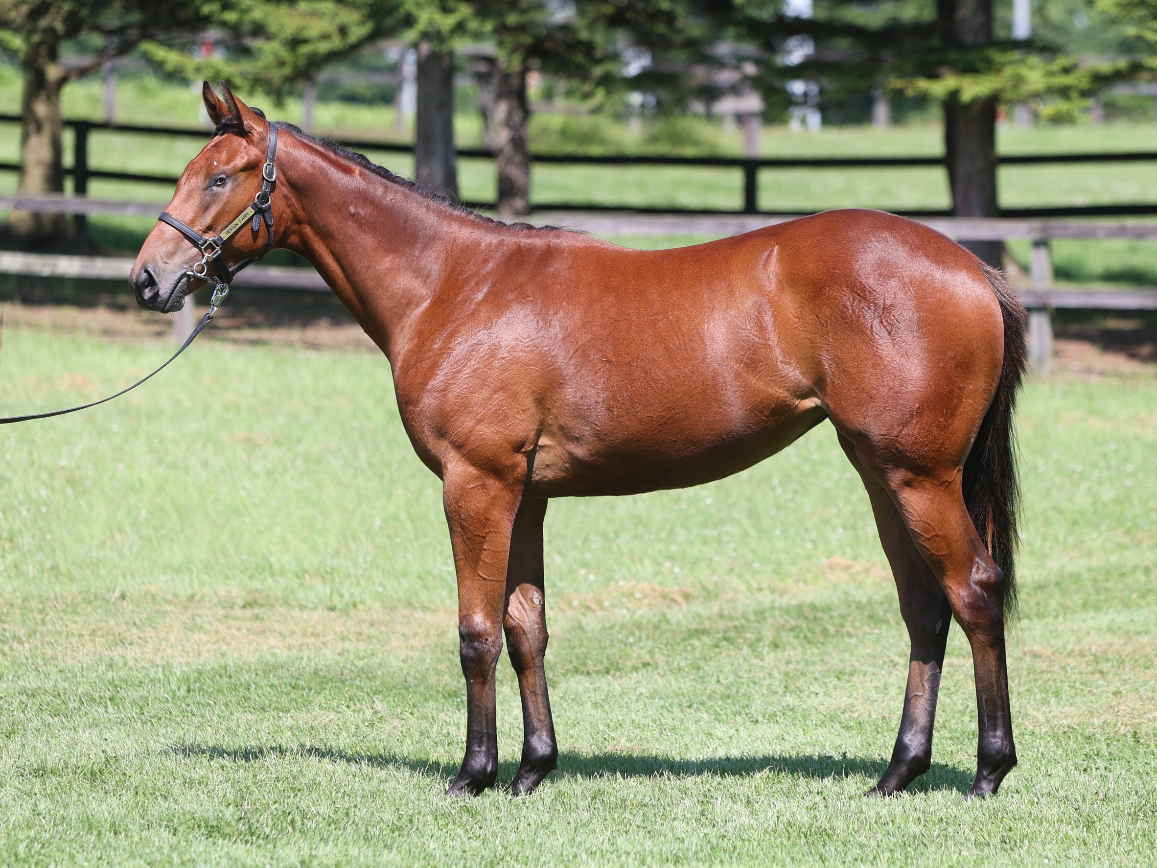 ［連載・片目のサラブレッド福ちゃんのPERFECT DAYS］ダートムーアの最高傑作（シーズン1-77）