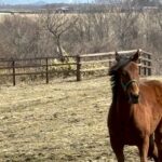 ［連載・片目のサラブレッド福ちゃんのPERFECT DAYS］カメラを止めるな！（シーズン1-79）