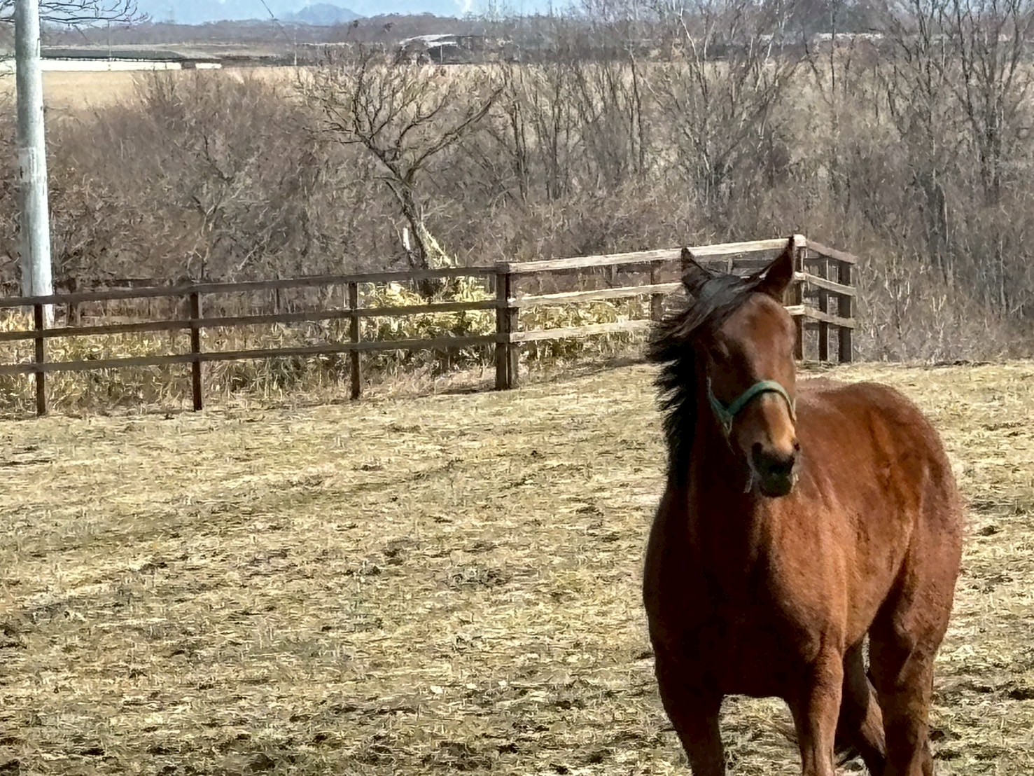 ［連載・片目のサラブレッド福ちゃんのPERFECT DAYS］カメラを止めるな！（シーズン1-79）