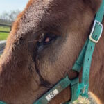 ［連載・片目のサラブレッド福ちゃんのPERFECT DAYS］勝負を懸けた旅（シーズン2-1）