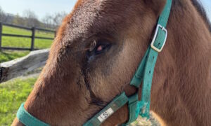 ［連載・片目のサラブレッド福ちゃんのPERFECT DAYS］勝負を懸けた旅（シーズン2-1）