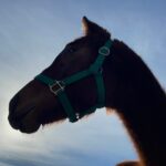 ［連載・片目のサラブレッド福ちゃんのPERFECT DAYS］わたしを離さないで（シーズン2-2）