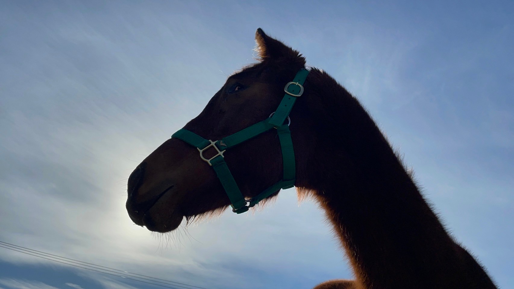 ［連載・片目のサラブレッド福ちゃんのPERFECT DAYS］わたしを離さないで（シーズン2-2）