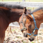 ［連載・片目のサラブレッド福ちゃんのPERFECT DAYS］旅立ち（シーズン1最終回）