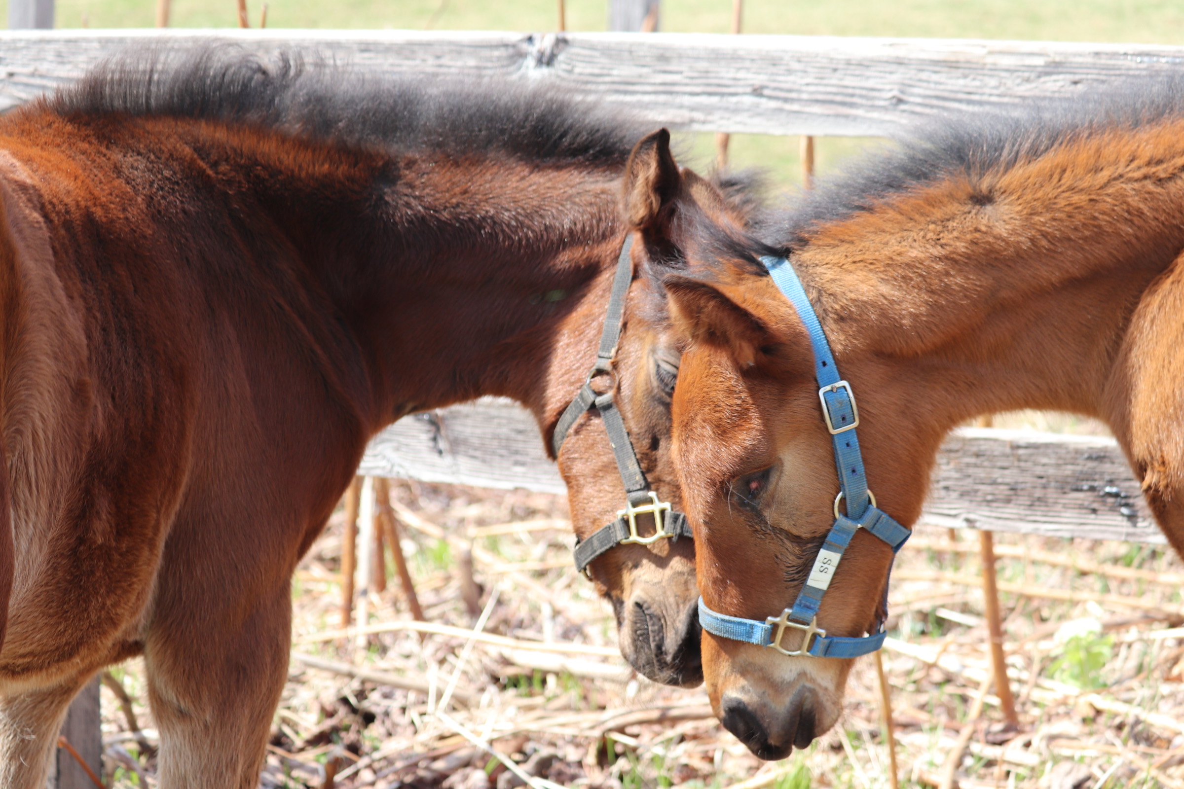［連載・片目のサラブレッド福ちゃんのPERFECT DAYS］旅立ち（シーズン1最終回）
