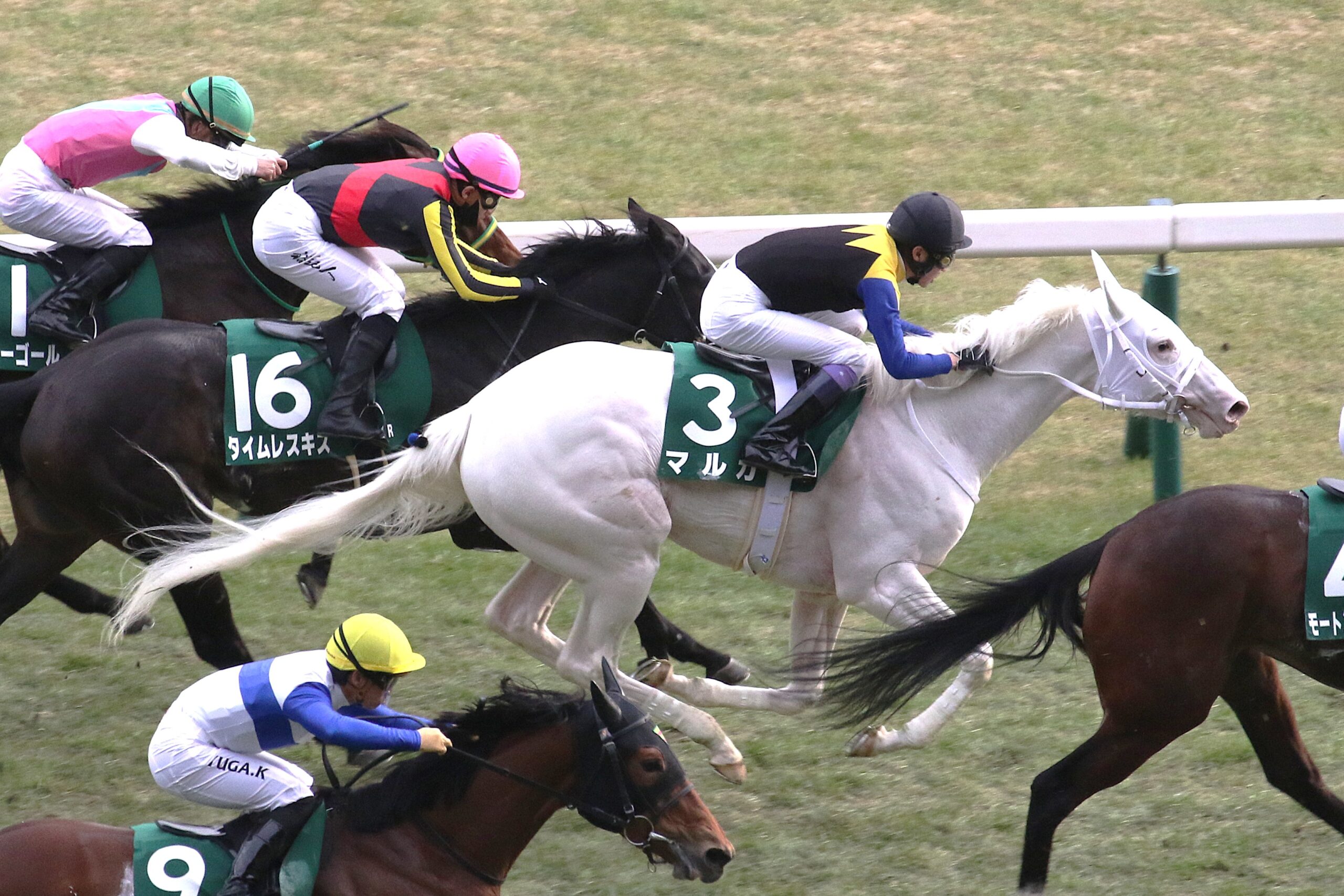 マルガ、アロンズロッド…アイドルホース候補たちが集結した、バレンタインデーの東京競馬場を巡る