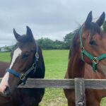 ［連載・片目のサラブレッド福ちゃんのPERFECT DAYS］販売申込者・所有者（シーズン2-3）