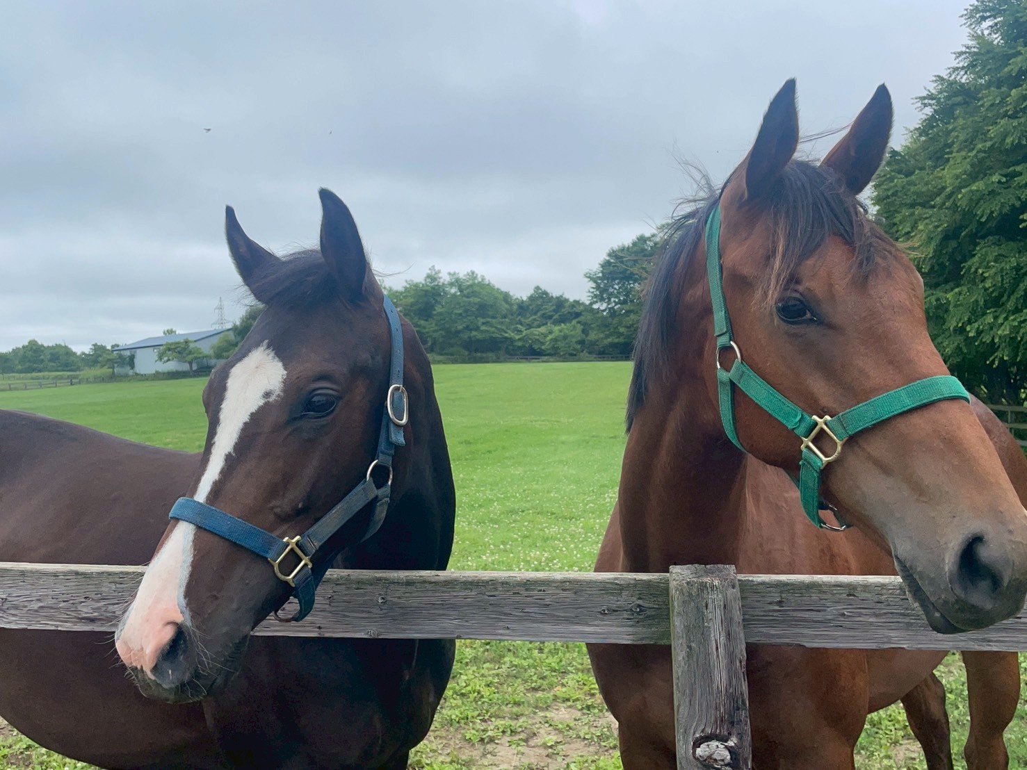 ［連載・片目のサラブレッド福ちゃんのPERFECT DAYS］販売申込者・所有者（シーズン2-3）