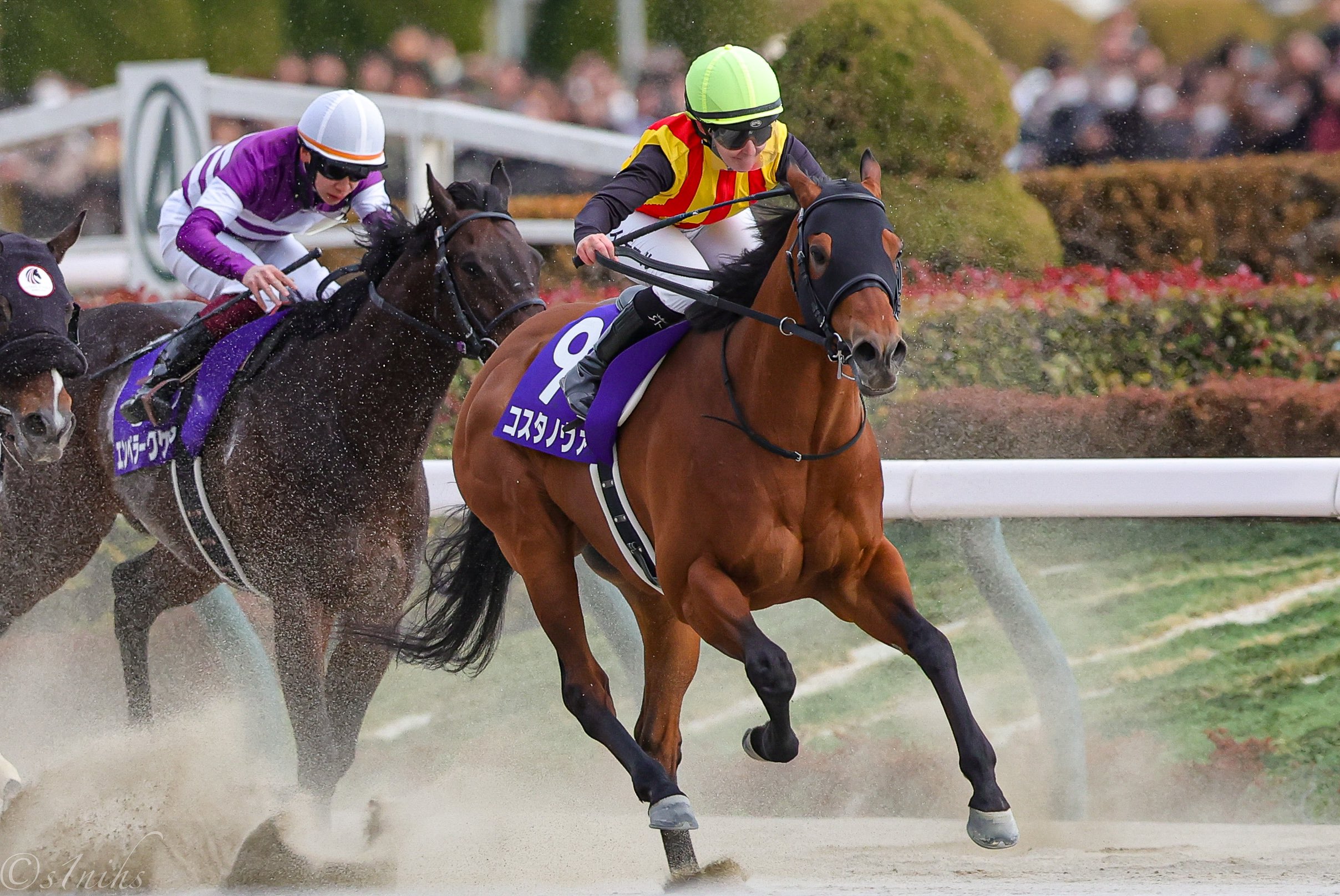 ［今週の競馬］中央競馬で今年最初のG1・フェブラリーステークスが開催　第1回阪神競馬も開幕
