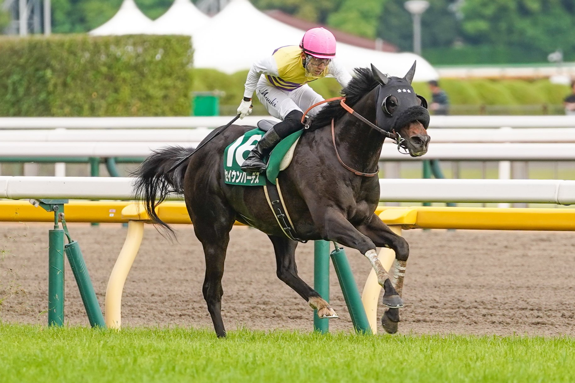 ［今週の競馬］いよいよクラシックトライアルがスタート！　東の開催は東京から中山へ