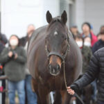 ［イベントレポート］日本軽種馬協会七戸種馬場・合同展示会をたずねて