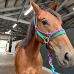 ［連載・片目のサラブレッド福ちゃんのPERFECT DAYS］福ちゃんはひとりで持つ（シーズン2-6）