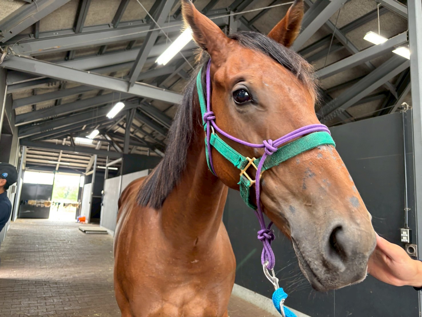 ［連載・片目のサラブレッド福ちゃんのPERFECT DAYS］福ちゃんはひとりで持つ（シーズン2-6）