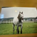 エムアイブランのいる風景 - メイセイオペラ偉業達成の2着馬の蹄跡を振り返る