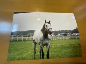 エムアイブランのいる風景 - メイセイオペラ偉業達成の2着馬の蹄跡を振り返る