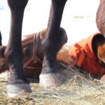 ［連載・片目のサラブレッド福ちゃんのPERFECT DAYS］育てるが基本（シーズン2-4）