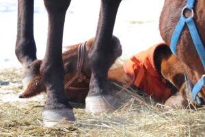 ［連載・片目のサラブレッド福ちゃんのPERFECT DAYS］育てるが基本（シーズン2-4）