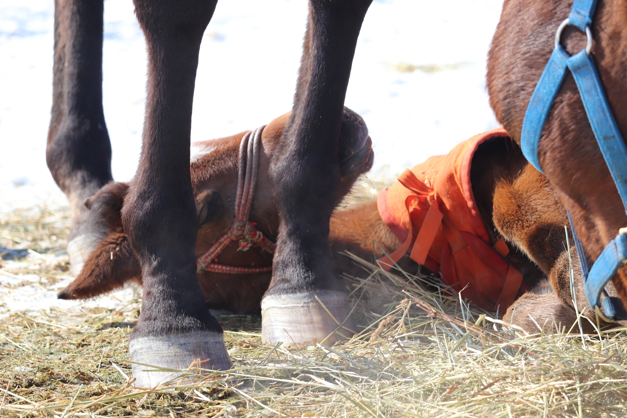 ［連載・片目のサラブレッド福ちゃんのPERFECT DAYS］育てるが基本（シーズン2-4）