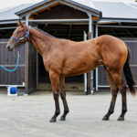 ［連載・片目のサラブレッド福ちゃんのPERFECT DAYS］どこ吹く風（シーズン2-10）