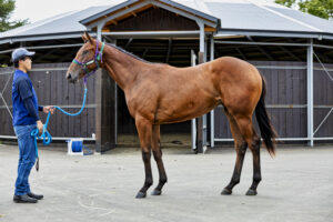 ［連載・片目のサラブレッド福ちゃんのPERFECT DAYS］どこ吹く風（シーズン2-10）
