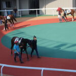 ［連載・片目のサラブレッド福ちゃんのPERFECT DAYS］ルリモハリモの能力試験（シーズン2-7）