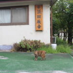 ［連載・片目のサラブレッド福ちゃんのPERFECT DAYS］今を生きる（シーズン2-9）