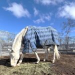 ハヤヤッコと再会した日〜“ヤッコさん”に会えた！　早春の牧場見学記〜