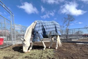 ハヤヤッコと再会した日〜“ヤッコさん”に会えた！　早春の牧場見学記〜