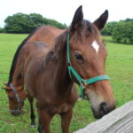 ［連載・片目のサラブレッド福ちゃんのPERFECT DAYS］初めて横断幕をつくる（シーズン2-11）