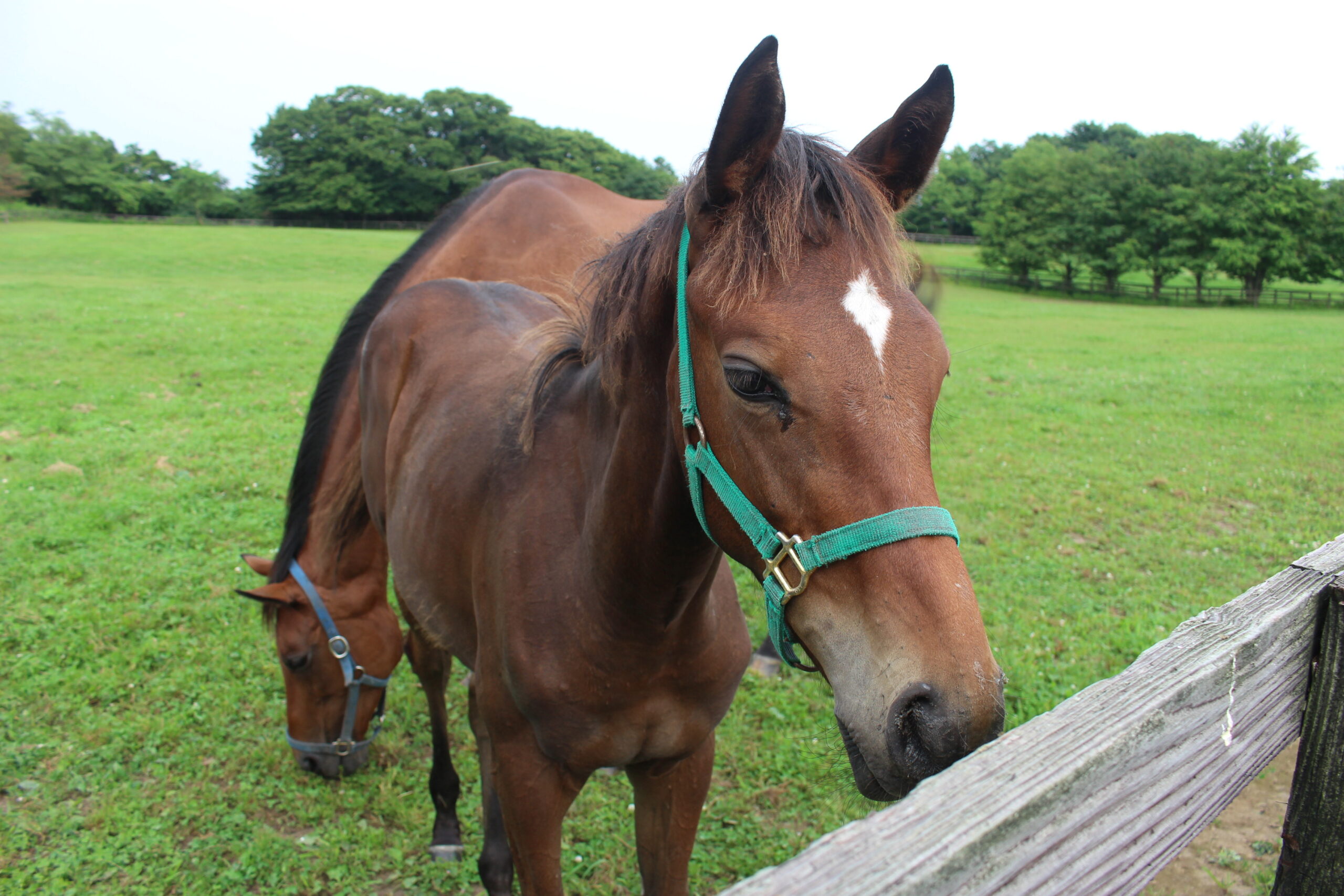 ［連載・片目のサラブレッド福ちゃんのPERFECT DAYS］初めて横断幕をつくる（シーズン2-11）