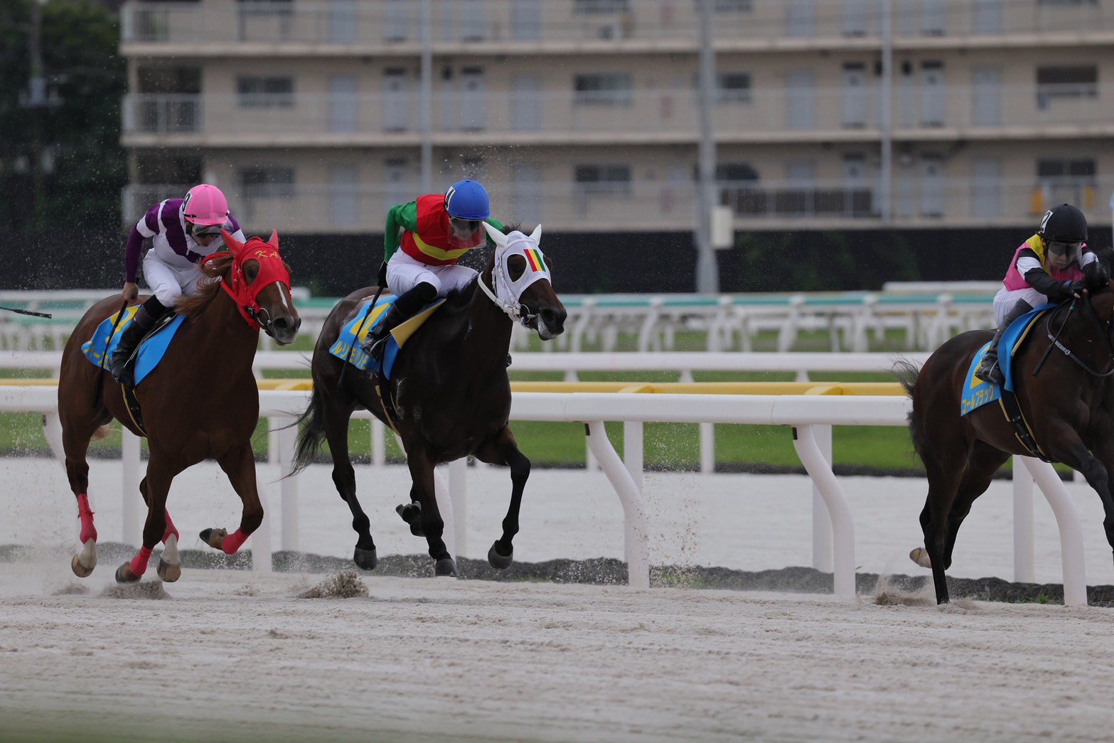 ［連載・片目のサラブレッド福ちゃんのPERFECT DAYS］無償の愛（シーズン2-13）