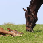 ［連載・片目のサラブレッド福ちゃんのPERFECT DAYS］アメリカンファラオ（シーズン2-14）