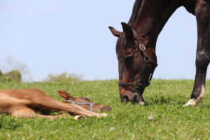 ［連載・片目のサラブレッド福ちゃんのPERFECT DAYS］アメリカンファラオ（シーズン2-14）