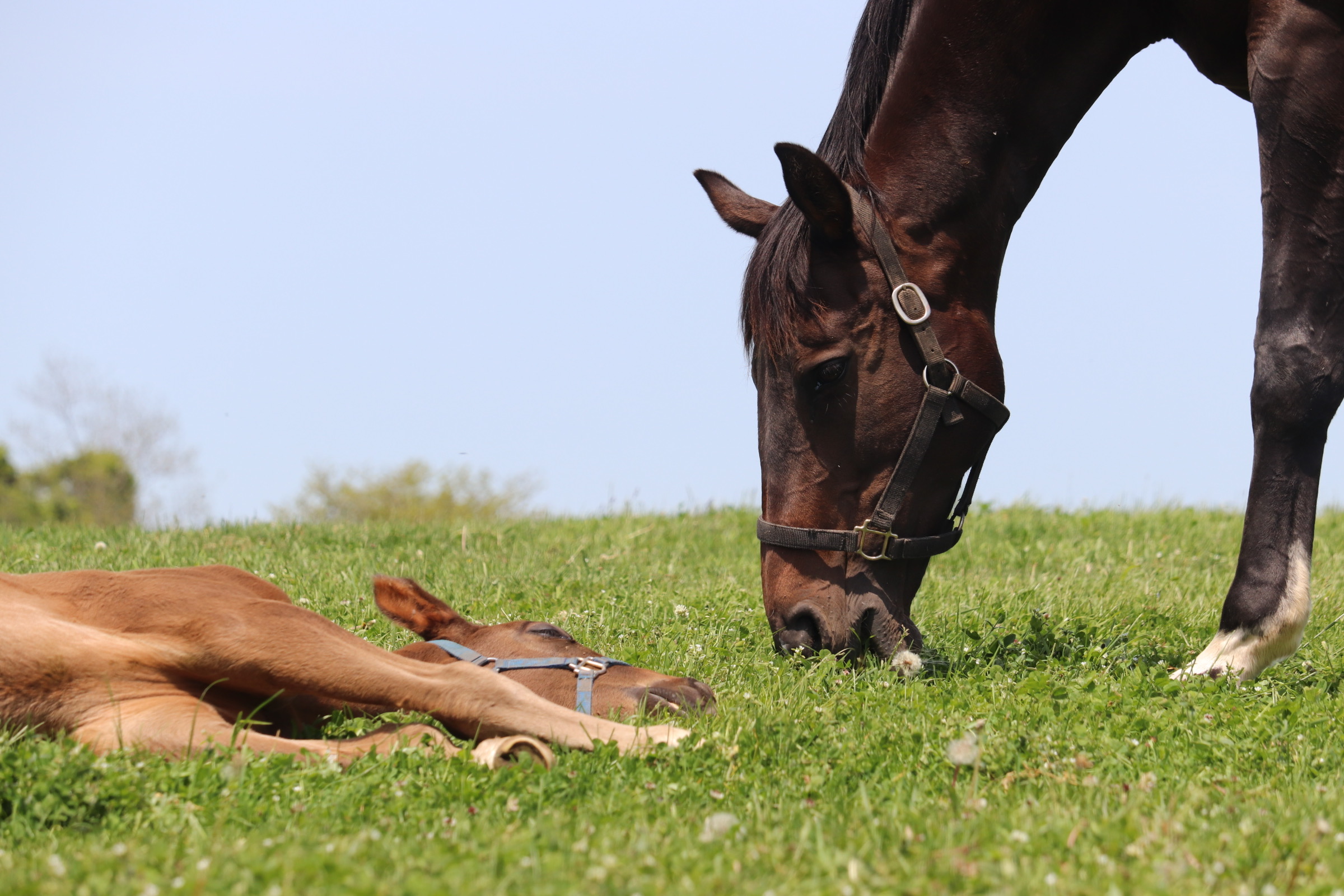 ［連載・片目のサラブレッド福ちゃんのPERFECT DAYS］アメリカンファラオ（シーズン2-14）