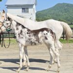 ［イベントレポート］白毛馬ラテちゃんに歓喜！新たな「体験型」馬産地巡り、アオラキfamily倶楽部ツアー