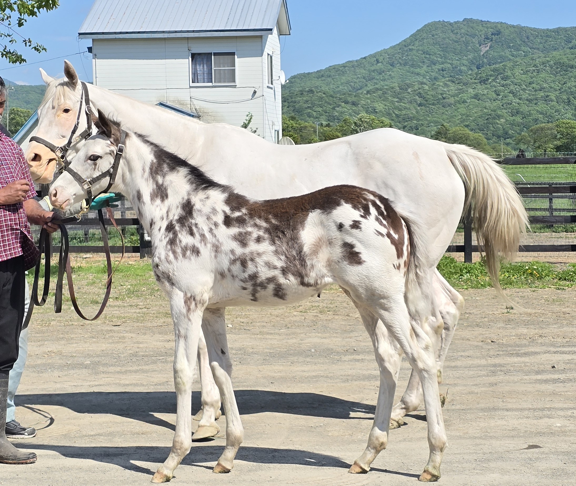［イベントレポート］白毛馬ラテちゃんに歓喜！新たな「体験型」馬産地巡り、アオラキfamily倶楽部ツアー