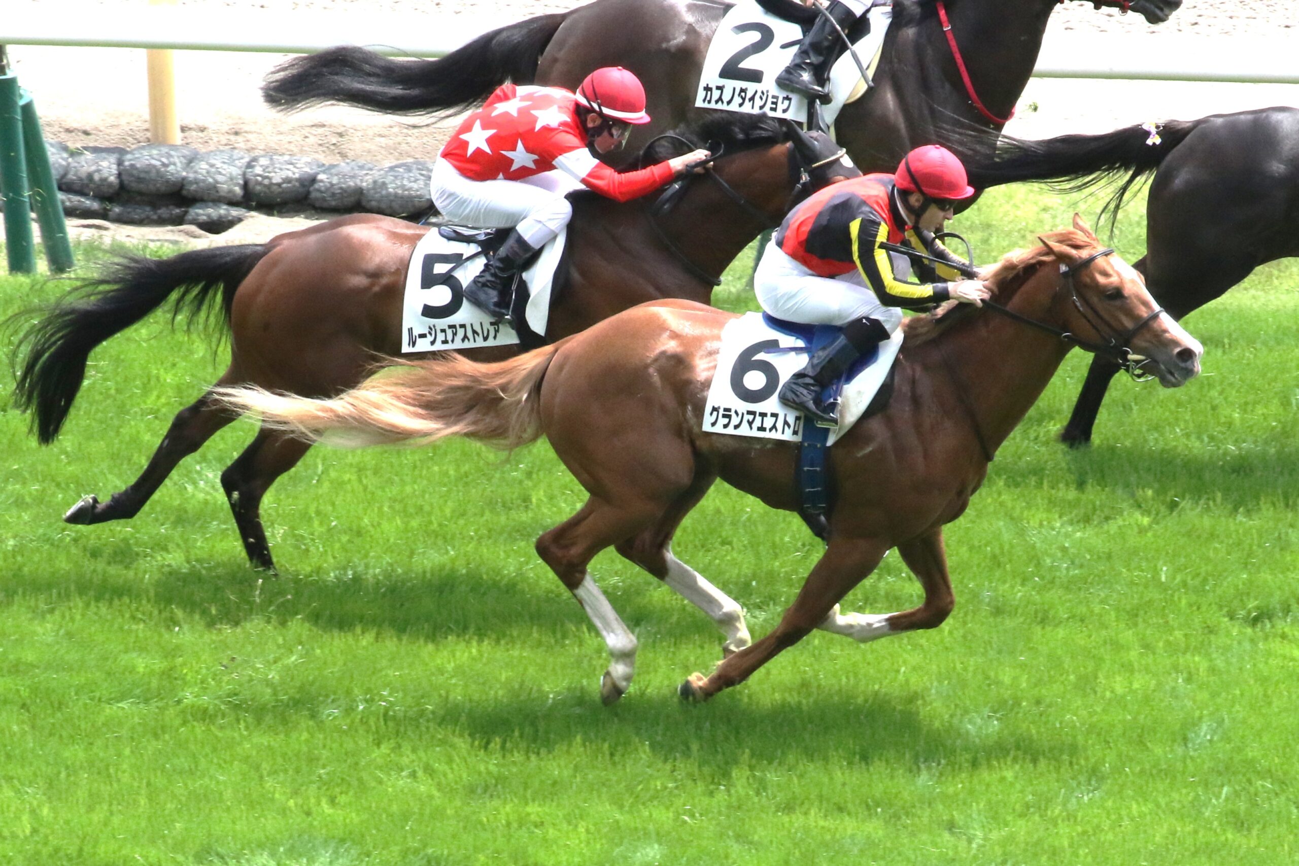 ［今週の注目］夏の福島で未来を掴め - グランマエストロ、今度こそ未勝利脱出へ！