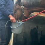［連載・片目のサラブレッド福ちゃんのPERFECT DAYS］授業参観＆種牡馬展示会（シーズン2-24）