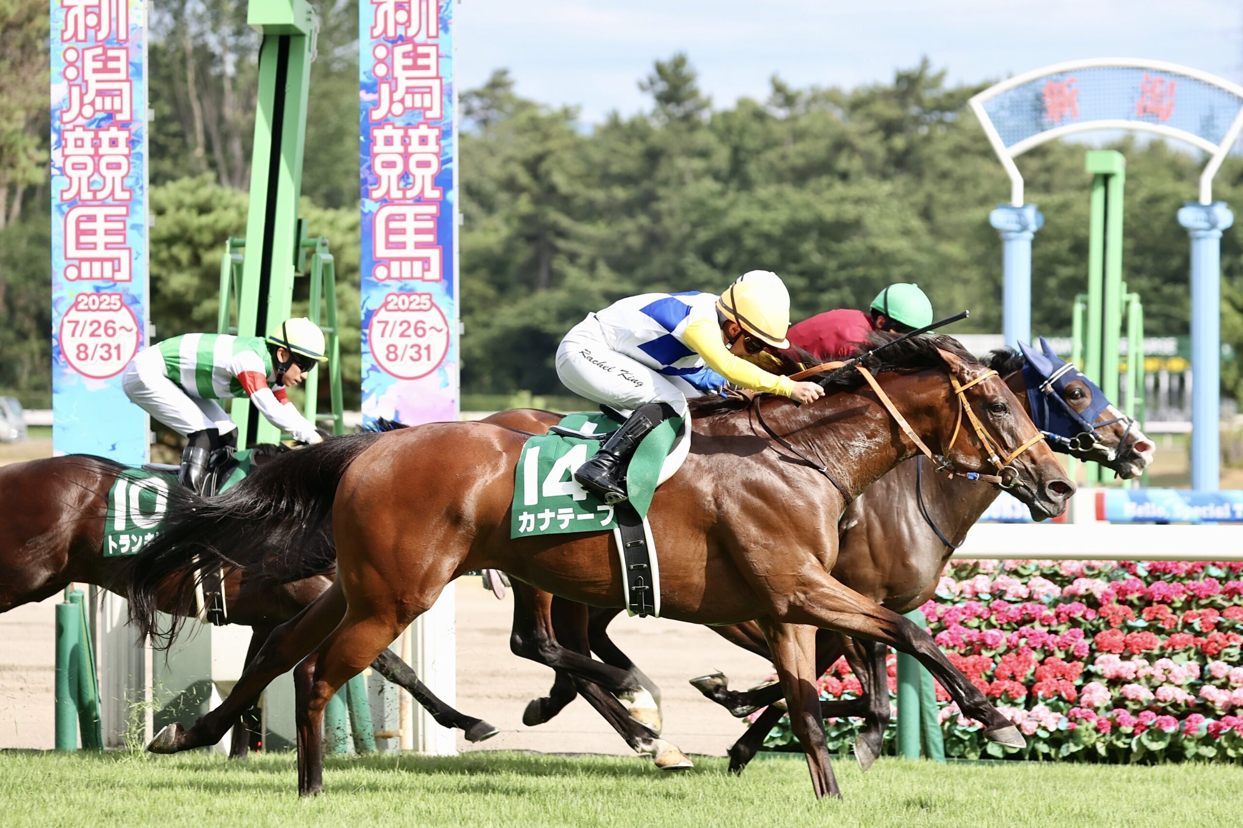 ［今週の競馬］札幌、新潟、中京開催がスタート！新潟、中京では暑熱対策によるレース時間の変更も実施！