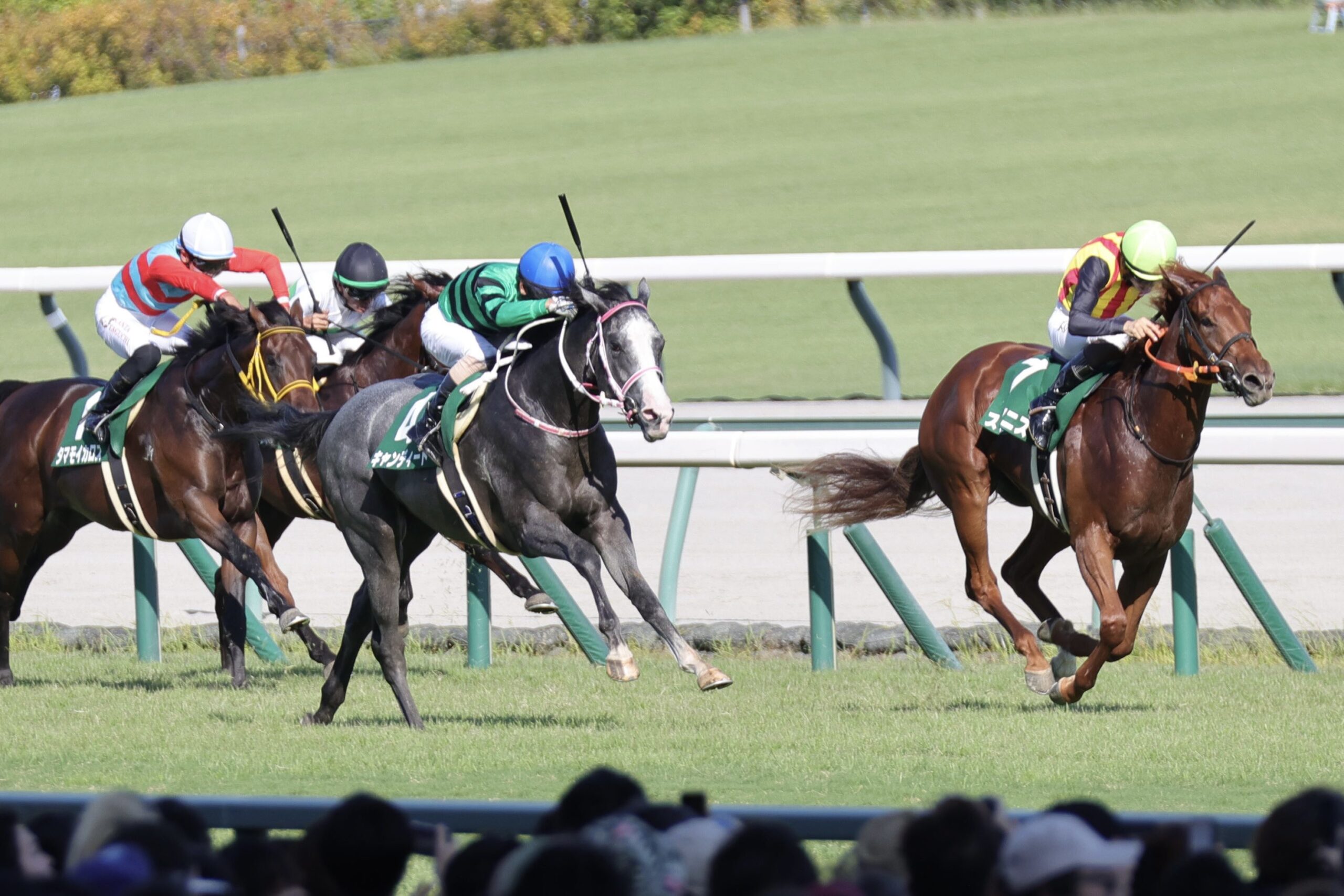 ［今週の競馬］新潟、中京の夏開催は今週まで！フィナーレを飾るのは伝統の新潟記念と2歳重賞・中京2歳S！