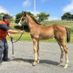 ［大狩部牧場代表・下村優樹ブログ］大狩部だより - カラヴァッジオとパンサラッサ
