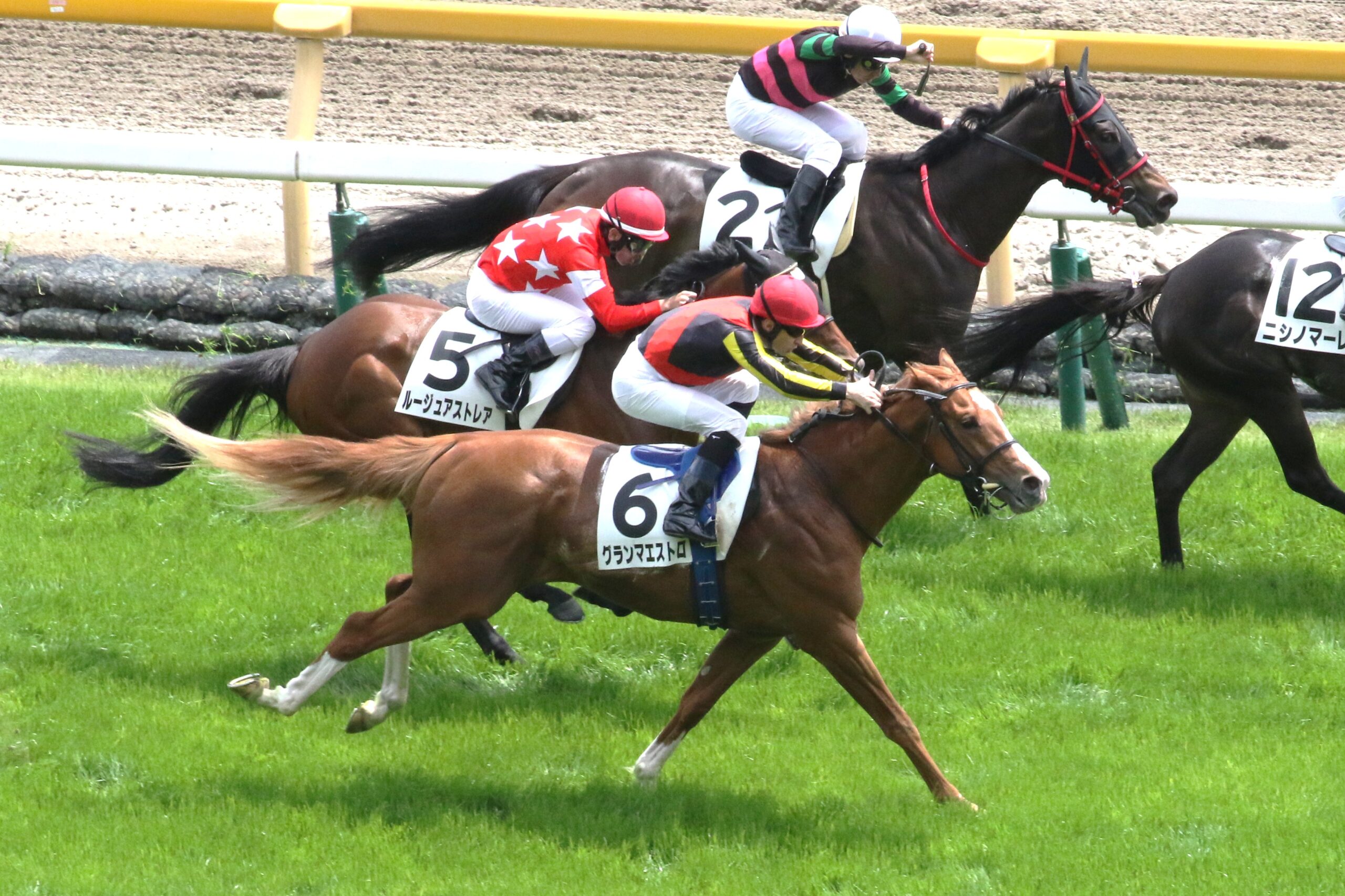 ［今週の注目］今度こそ勝利の笑顔を！グランマエストロが挑む、世代最後の芝の3歳未勝利戦