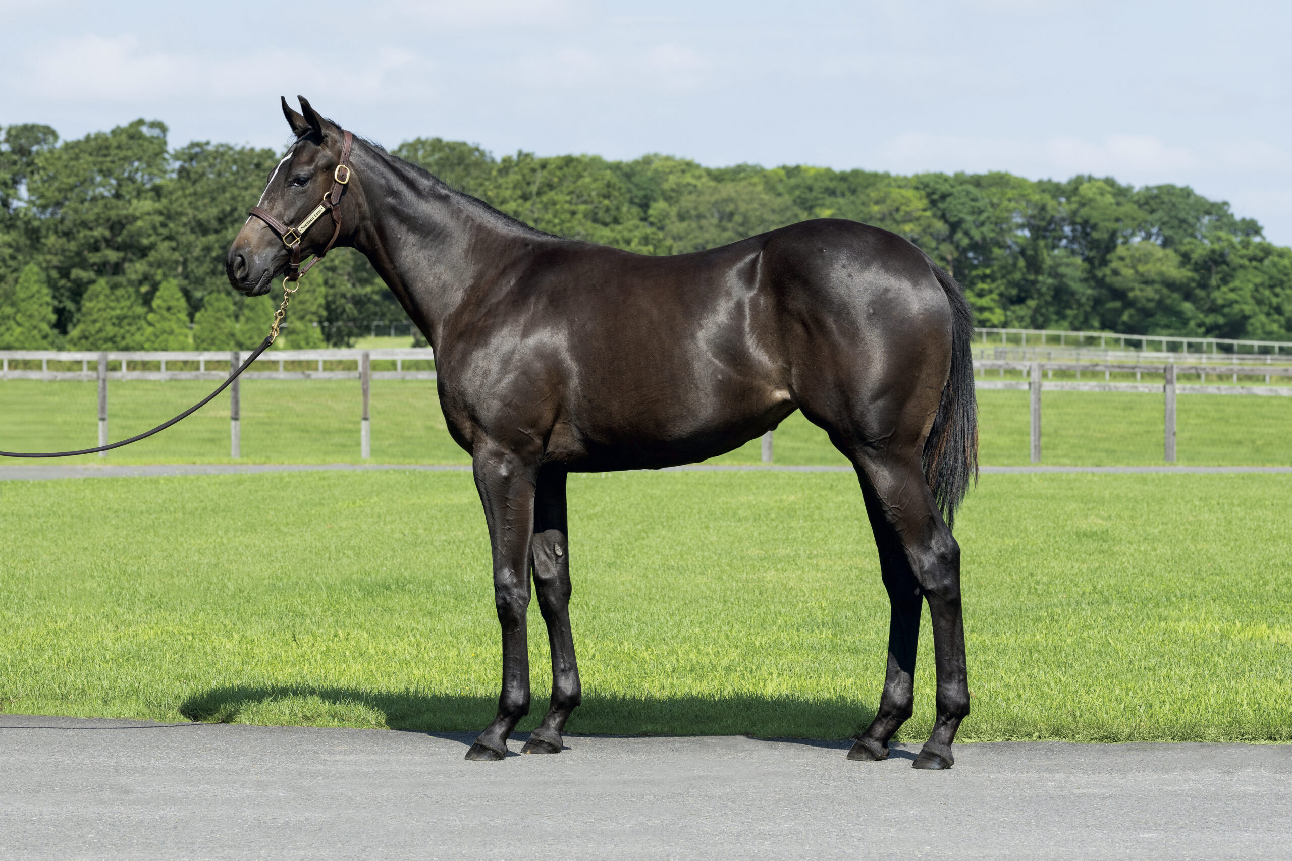 イクイノックス産駒のドウデュース半妹を募集!インゼル2026年度募集馬を発表